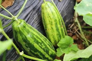 吃瓜视频是什么意思