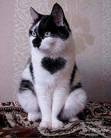 娱乐吃瓜酱小猫民宿